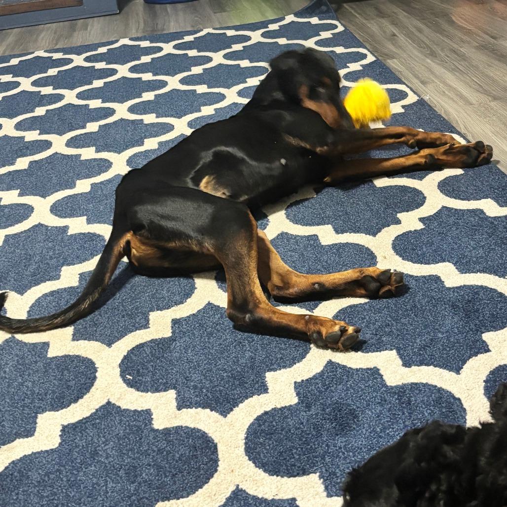 Thor, a Adoptable Doberman Pinscher in Corpus Christi, TX image 3/6