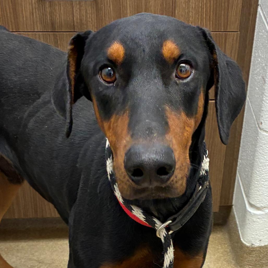 Thor, a Adoptable Doberman Pinscher in Corpus Christi, TX image 4/6