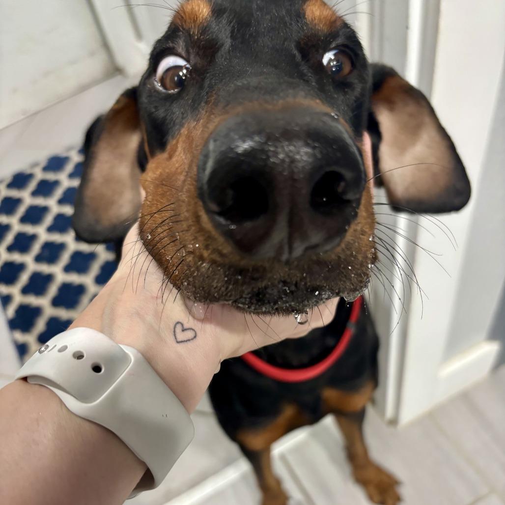 Thor, a Adoptable Doberman Pinscher in Corpus Christi, TX image 5/6