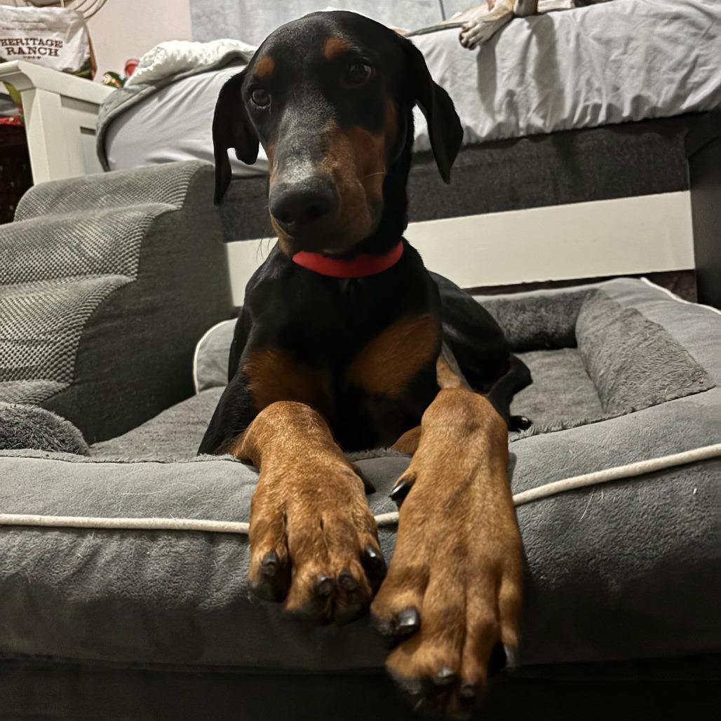 Thor, a Adoptable Doberman Pinscher in Corpus Christi, TX image 6/6