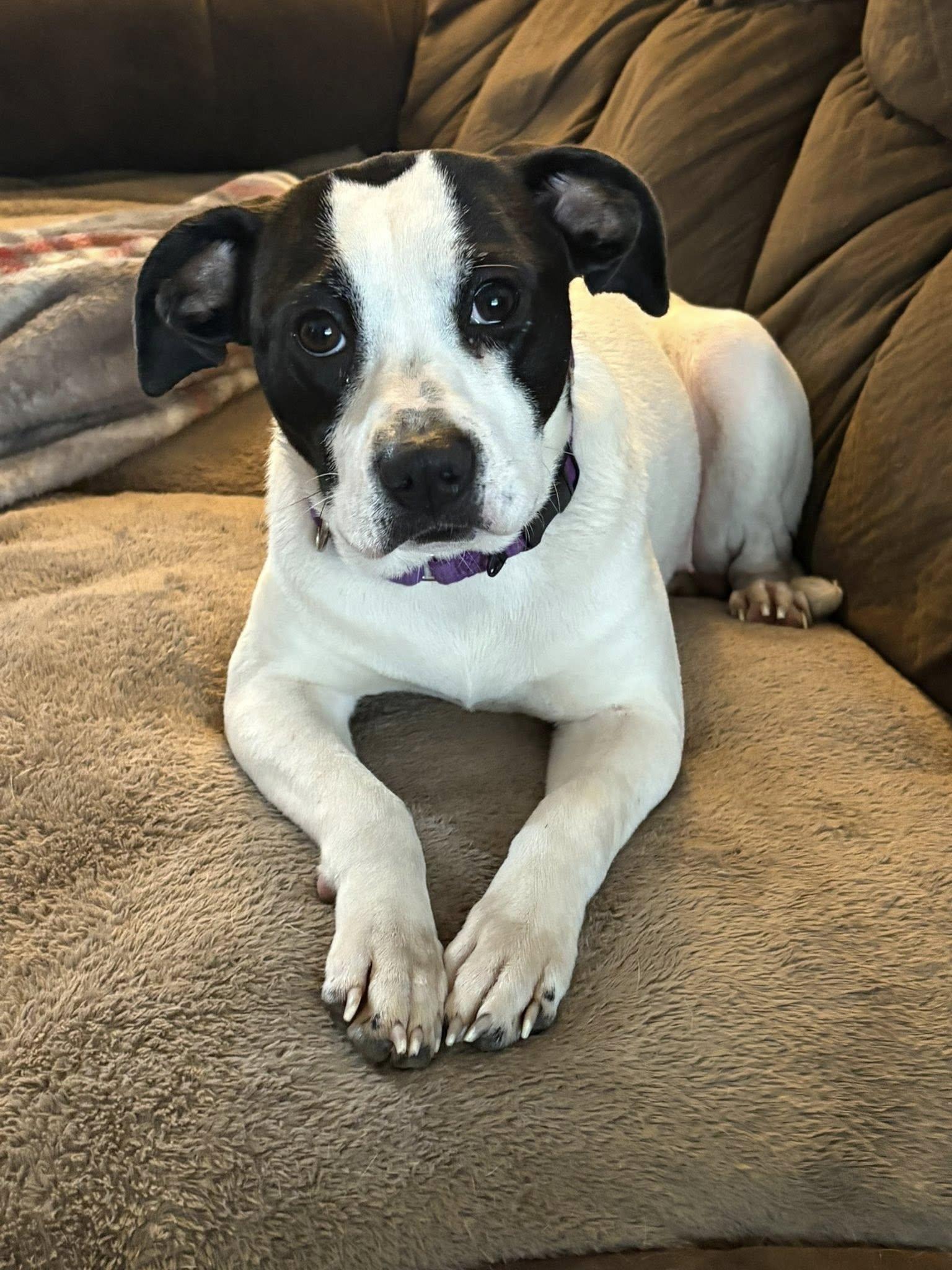 Anna, ADOPTABLE, Adult Female Boston Terrier.