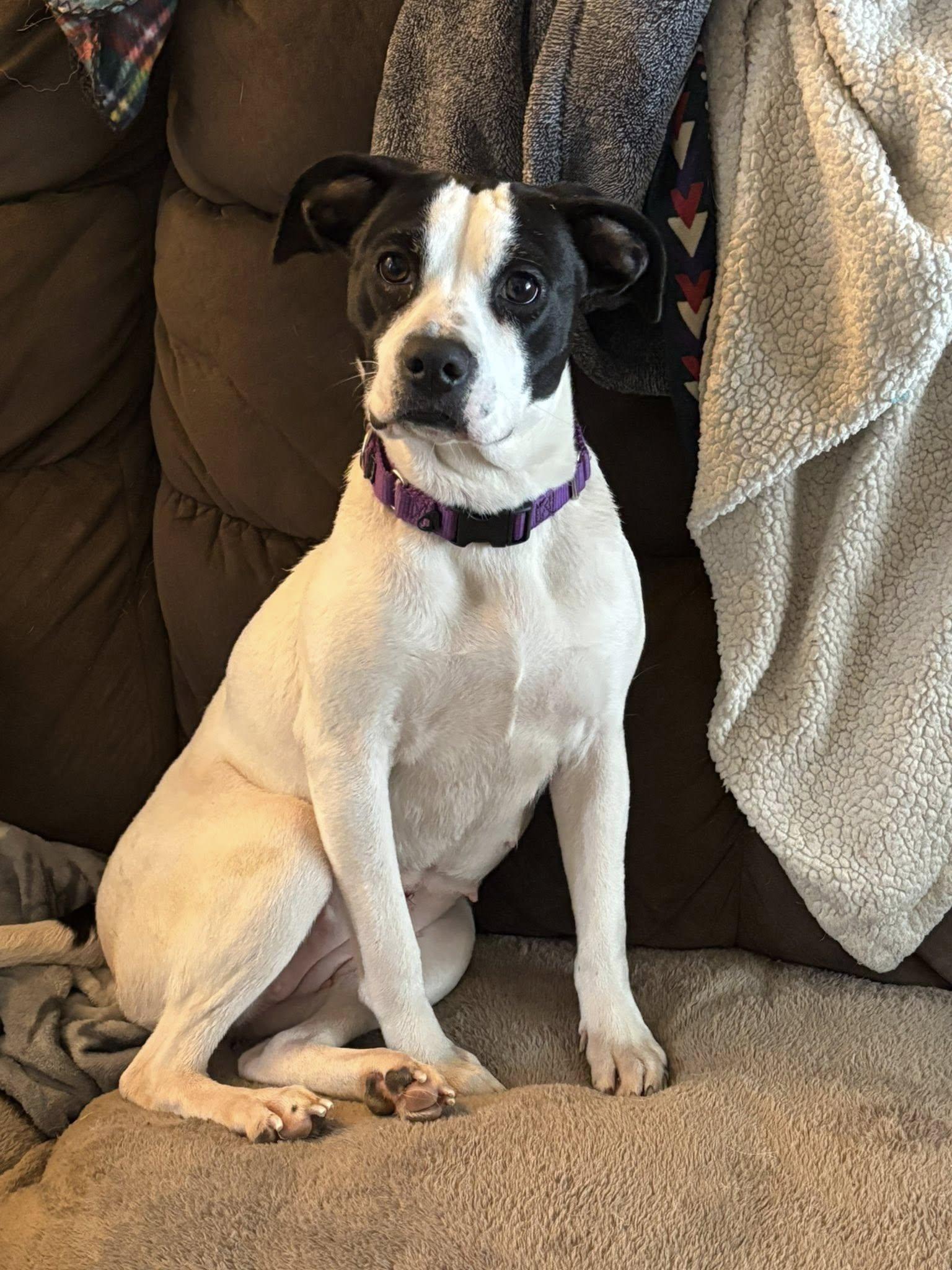 Anna, a ADOPTABLE mixed breed in Hillsdale, NY image 2/2