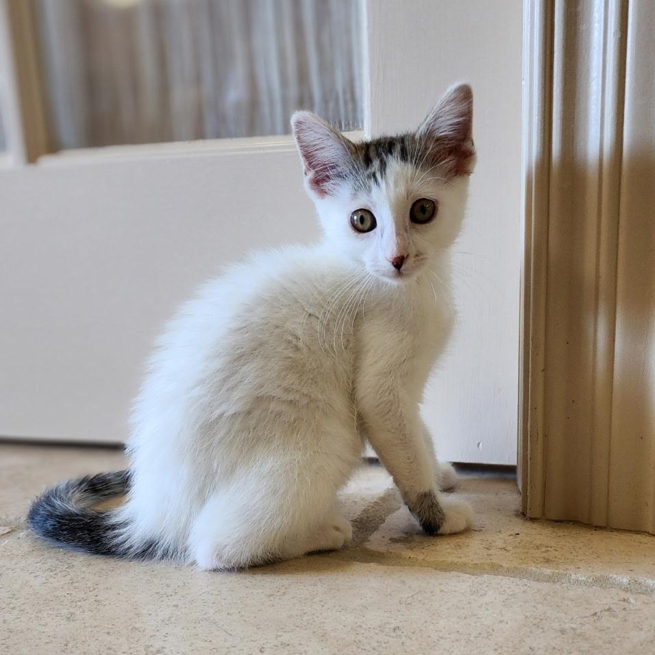 Betty White, Adoptable, Kitten Female Domestic Short Hair.