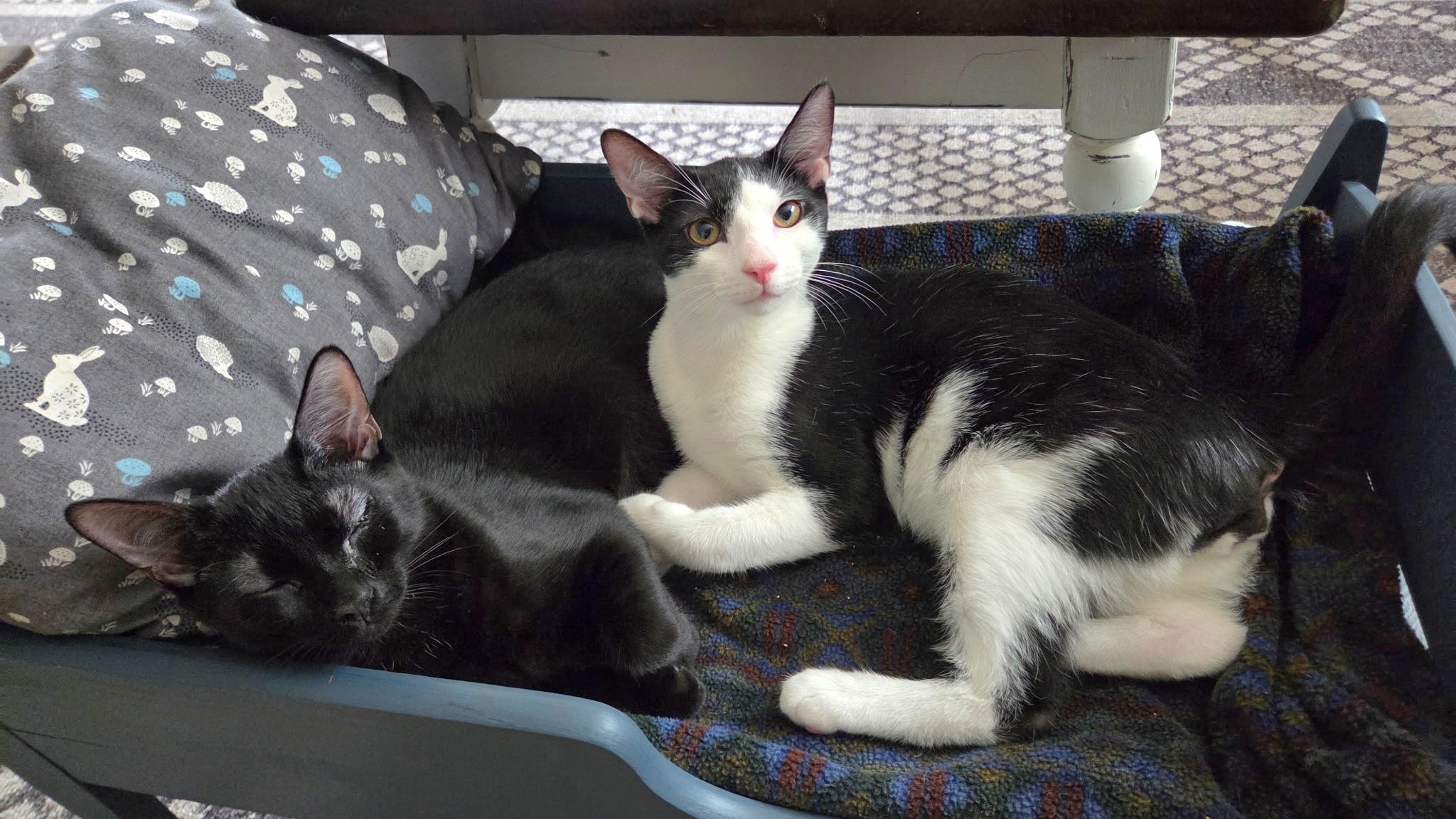 Mixer and Blender, ADOPTABLE, Kitten Male Domestic Short Hair.