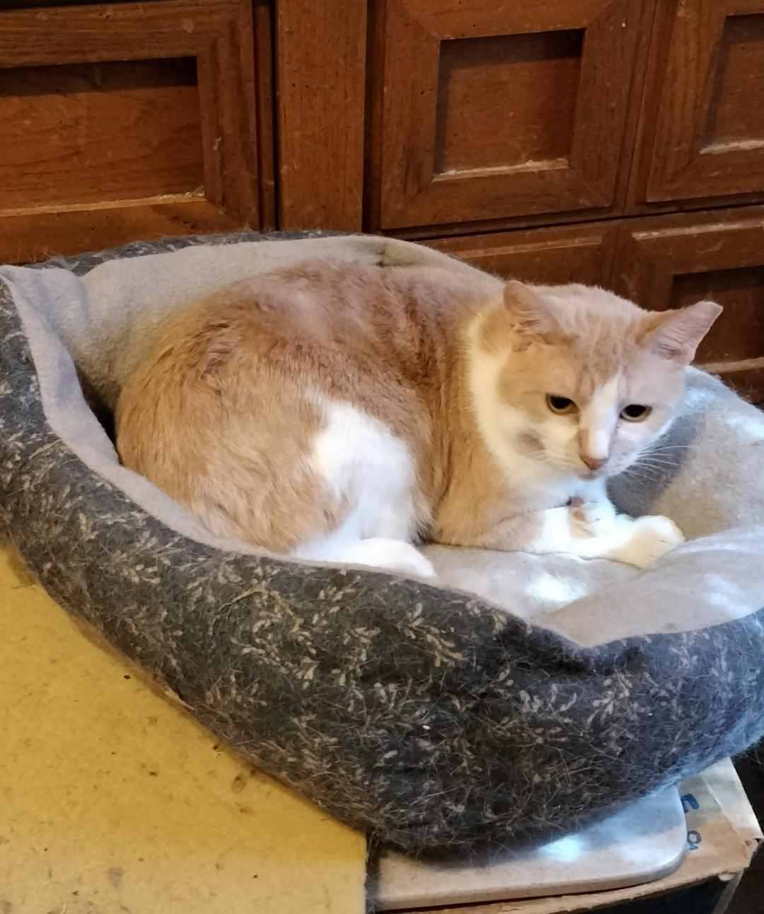 Deano, Adoptable, Adult Male American Shorthair.
