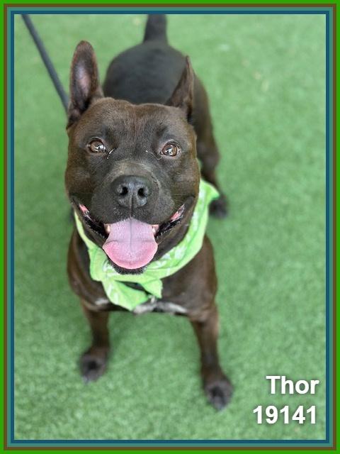 THOR, a ADOPTABLE mixed breed in Marietta, GA image 3/6