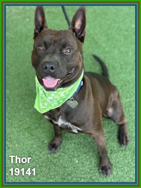 THOR, a ADOPTABLE mixed breed in Marietta, GA image 1/6