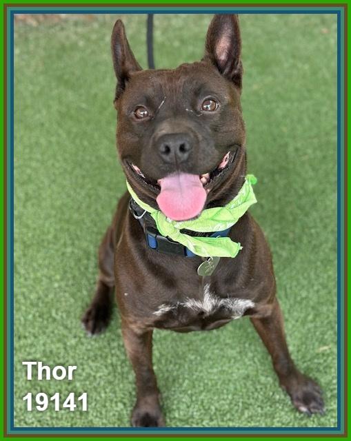 THOR, a ADOPTABLE mixed breed in Marietta, GA image 5/6