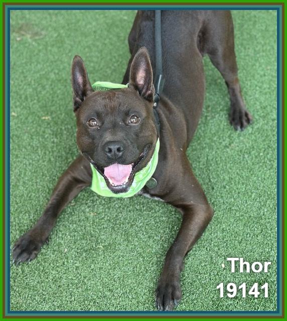 THOR, a ADOPTABLE mixed breed in Marietta, GA image 2/6