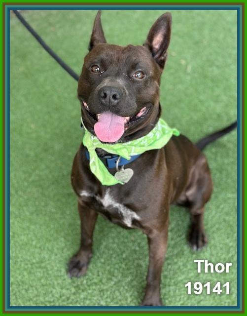 THOR, a ADOPTABLE mixed breed in Marietta, GA image 4/6