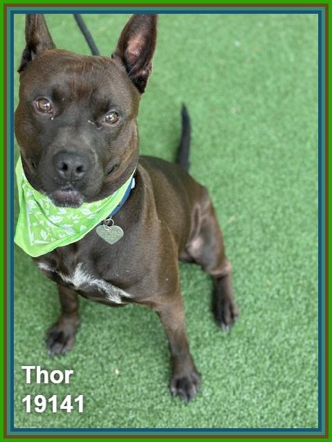 THOR, a ADOPTABLE mixed breed in Marietta, GA image 6/6