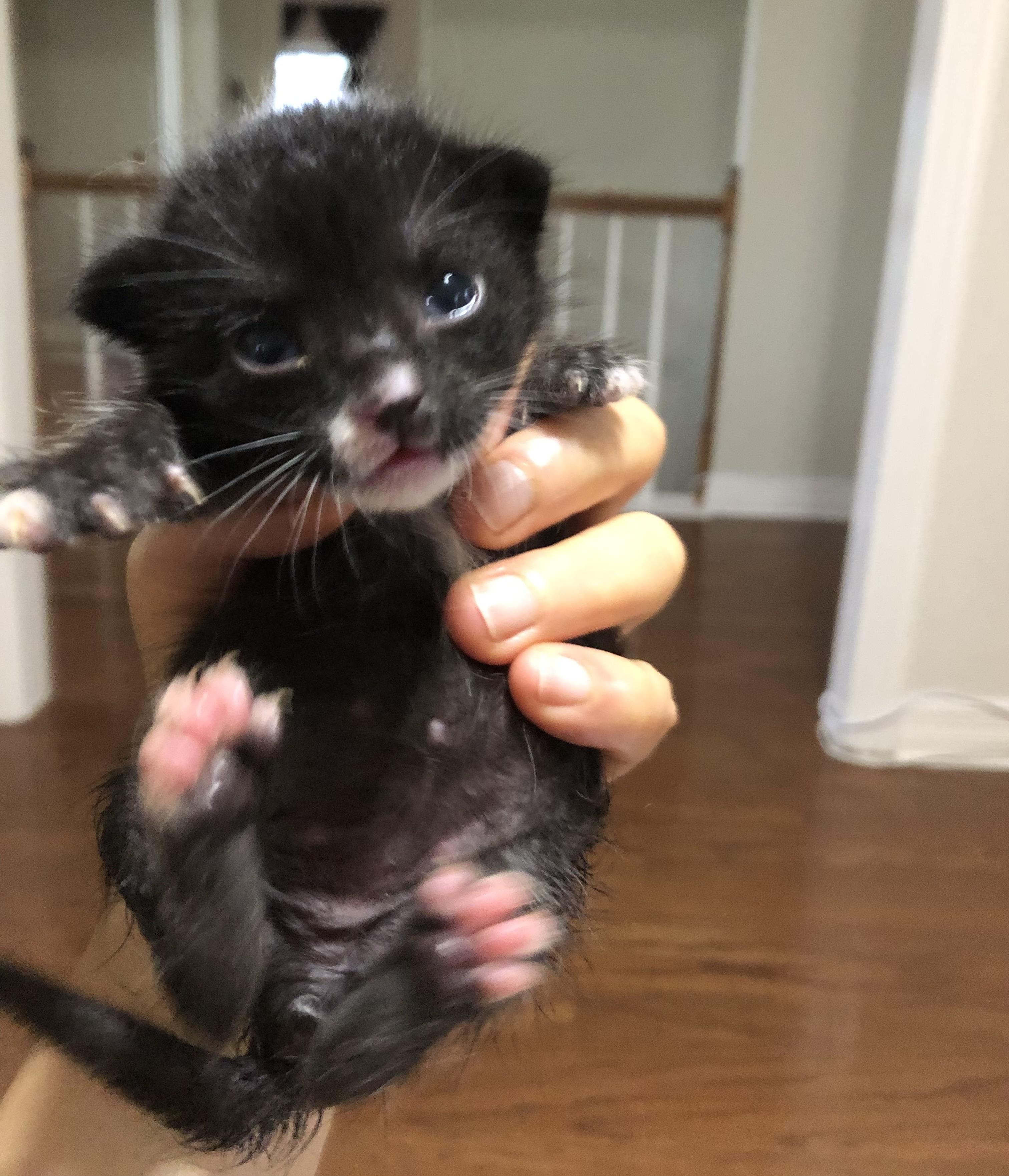 Enlarge Sun Bear, a Adopted Tuxedo in Austin, TX image 5/6