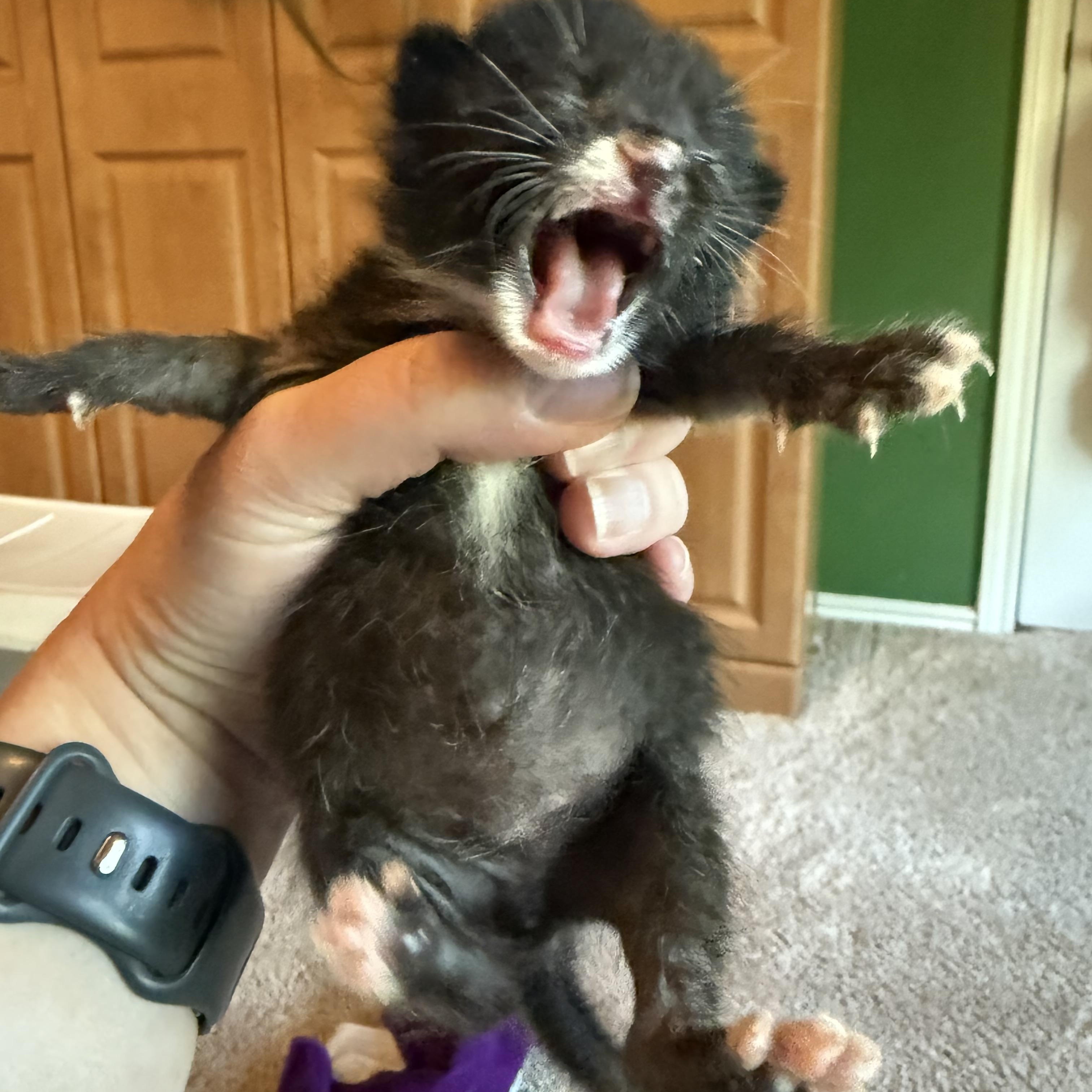 Enlarge Sun Bear, a Adopted Tuxedo in Austin, TX image 6/6