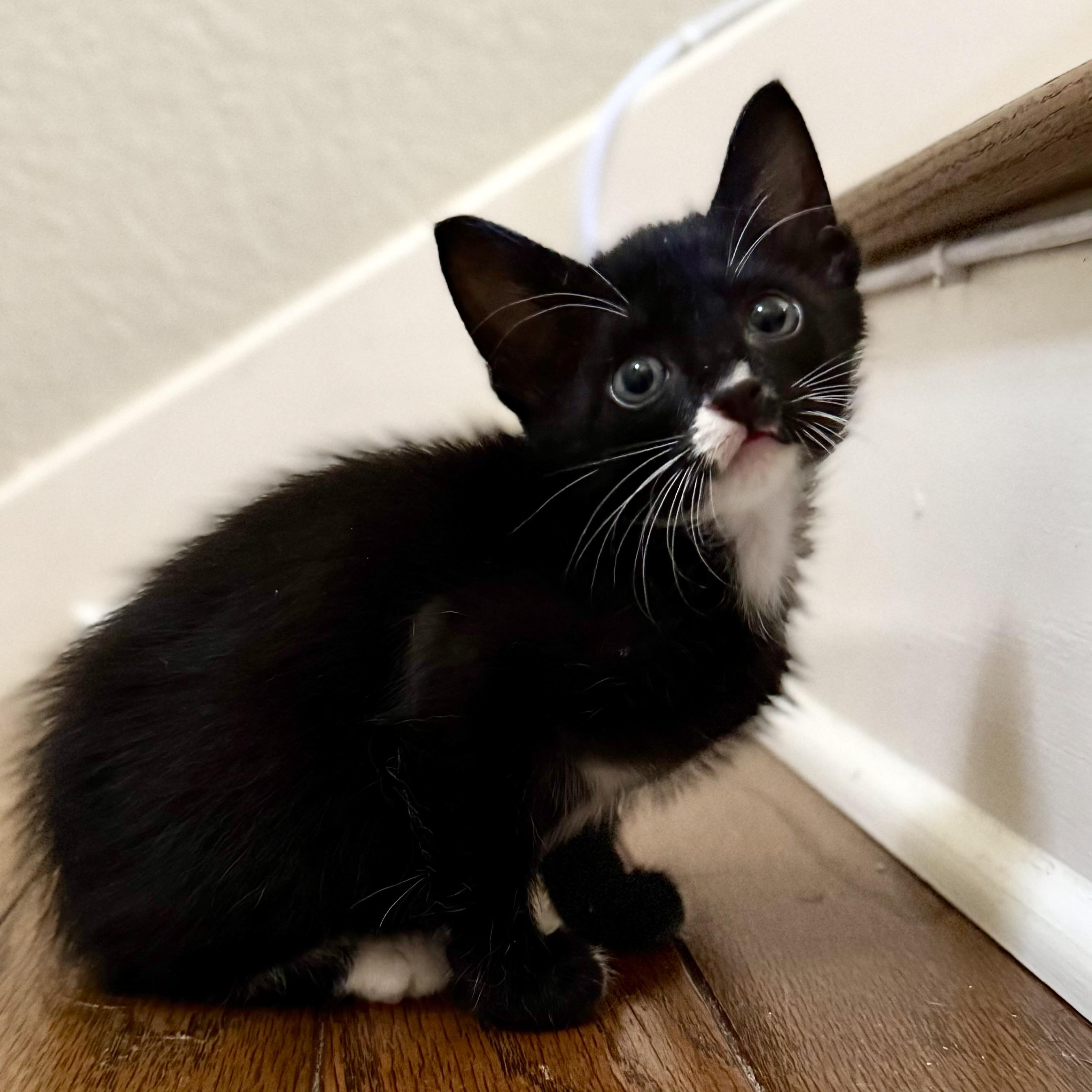 Enlarge Sun Bear, a Adopted Tuxedo in Austin, TX image 1/6