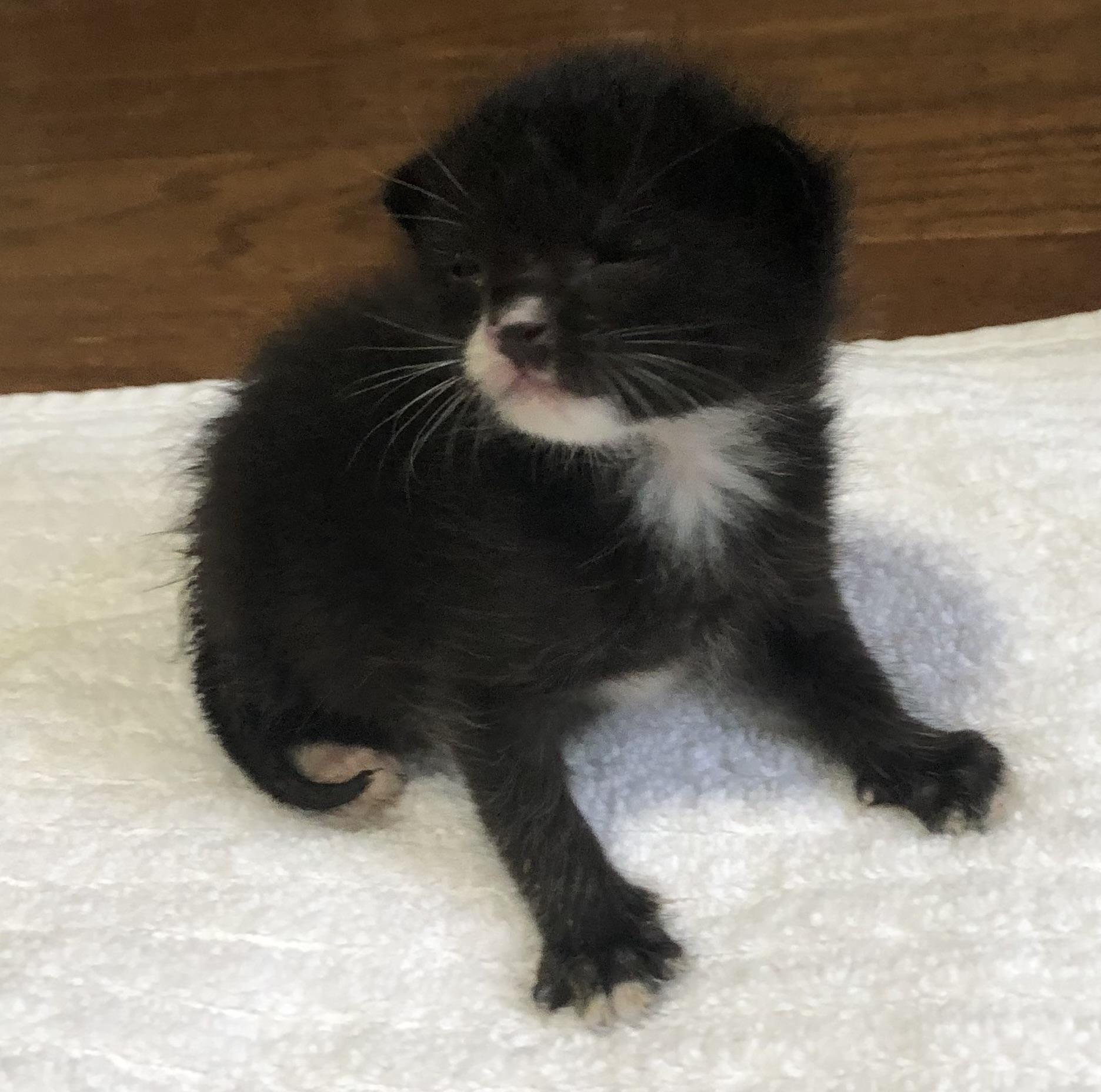 Enlarge Sun Bear, a Adopted Tuxedo in Austin, TX image 4/6