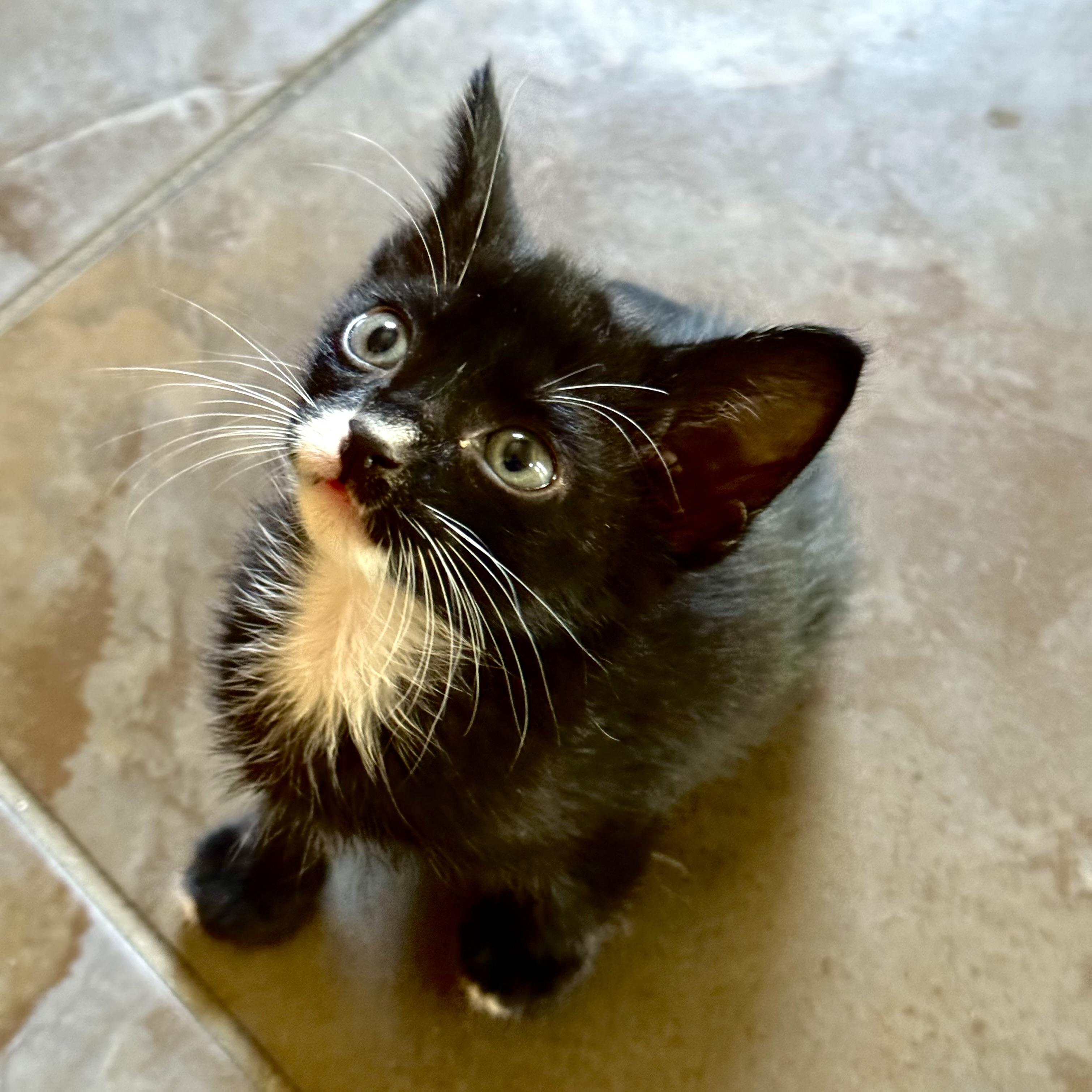 Enlarge Sun Bear, a Adopted Tuxedo in Austin, TX image 2/6