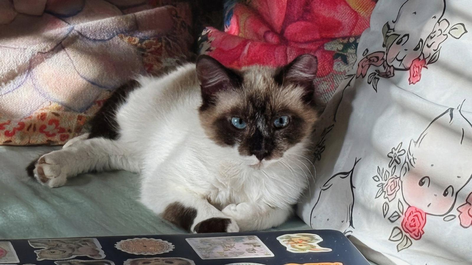 Zen, a Adopted Domestic Short Hair in Maggie Valley, NC image 1/3
