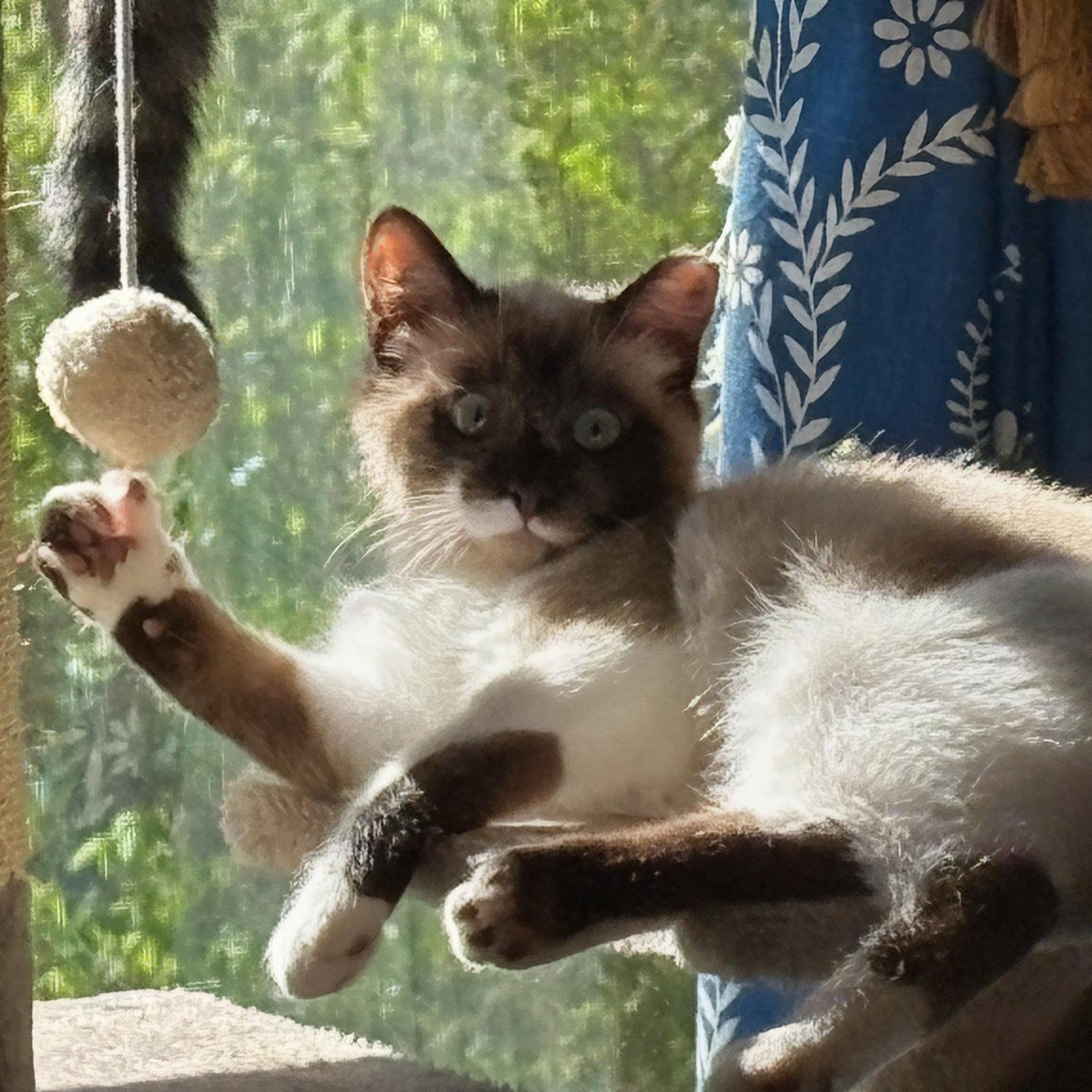 Zen, a Adopted Domestic Short Hair in Maggie Valley, NC image 2/3