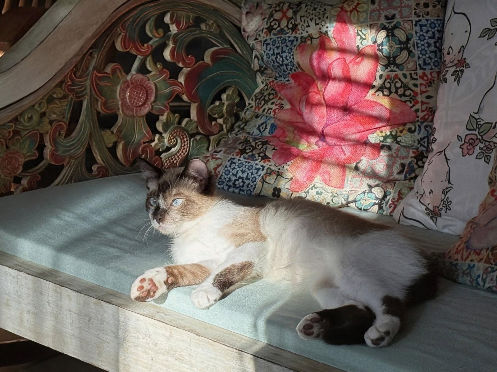 Zen, a Adopted Domestic Short Hair in Maggie Valley, NC image 3/3