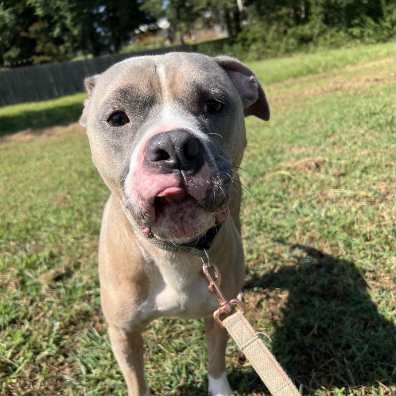 Enlarge Ditto, a ADOPTABLE mixed breed in Huntersville , NC image 3/3