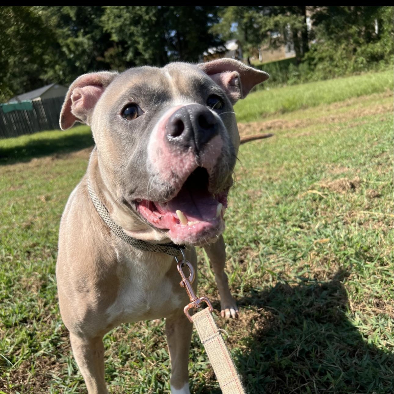 Enlarge Ditto, a ADOPTABLE mixed breed in Huntersville , NC image 2/3