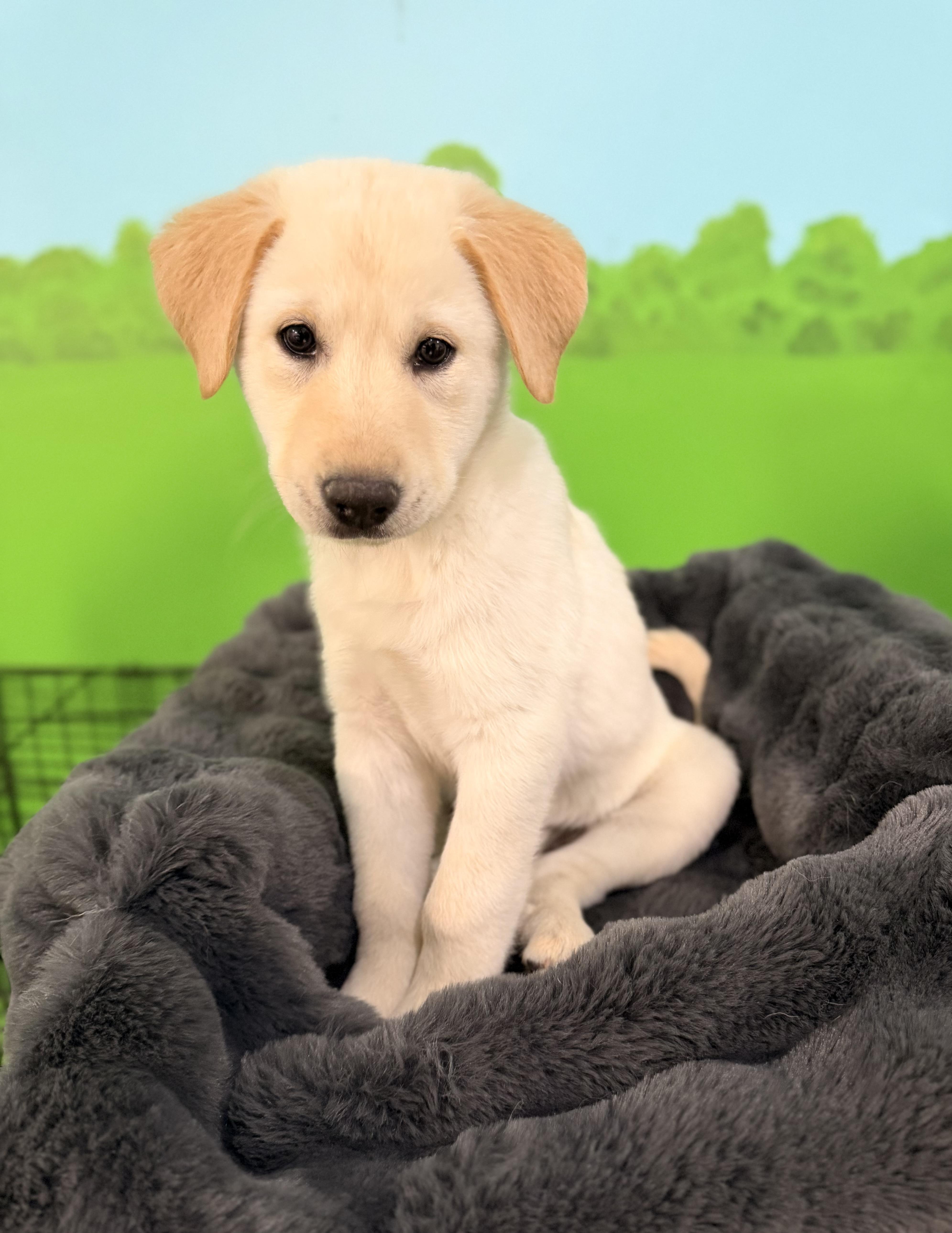 Serac, adopted, Puppy Female Yellow Labrador Retriever & Shepherd.