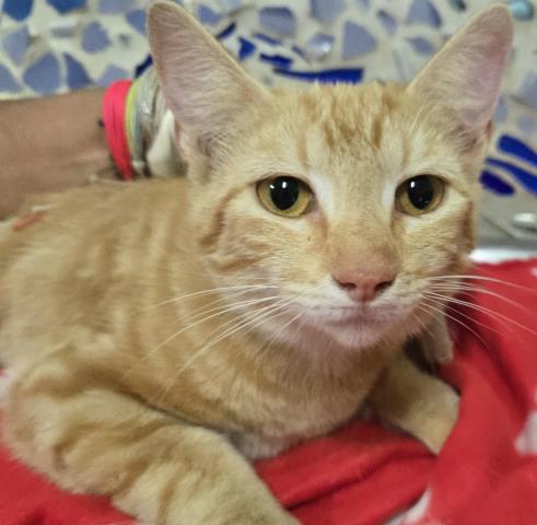 GINNY, Adoptable, Young Female Domestic Short Hair & Domestic Short Hair.