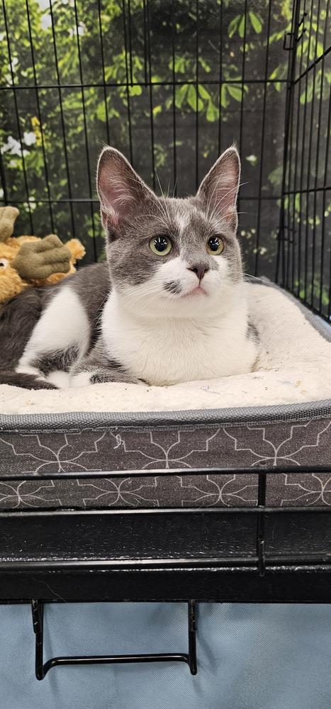 Milo, a Adopted Domestic Short Hair in Youngsville, NC image 1/6