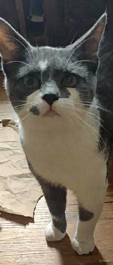 Milo, a Adopted Domestic Short Hair in Youngsville, NC image 2/6