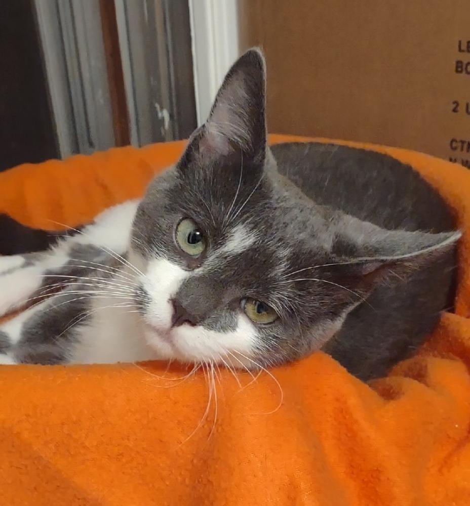 Milo, a Adopted Domestic Short Hair in Youngsville, NC image 3/6