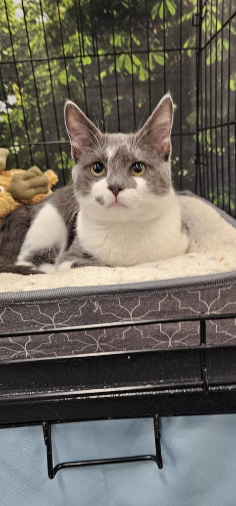 Milo, a Adopted Domestic Short Hair in Youngsville, NC image 4/6