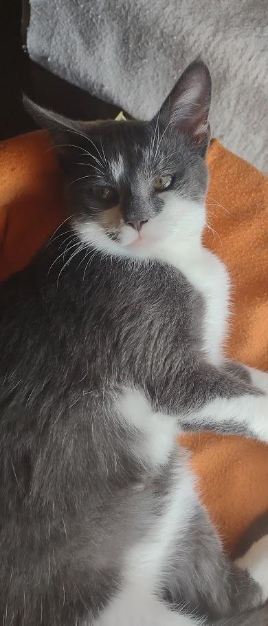 Milo, a Adopted Domestic Short Hair in Youngsville, NC image 5/6