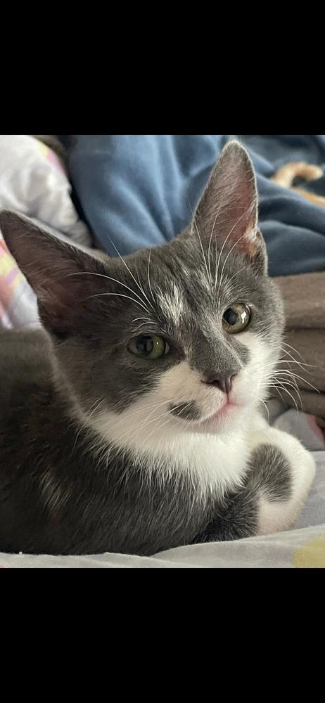 Milo, a Adopted Domestic Short Hair in Youngsville, NC image 6/6