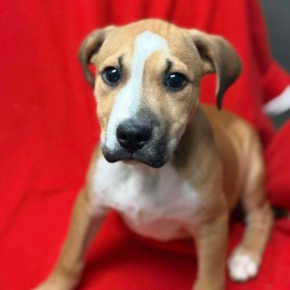 Enlarge Harry, an adopted mixed breed in Maumee, OH image 1/1