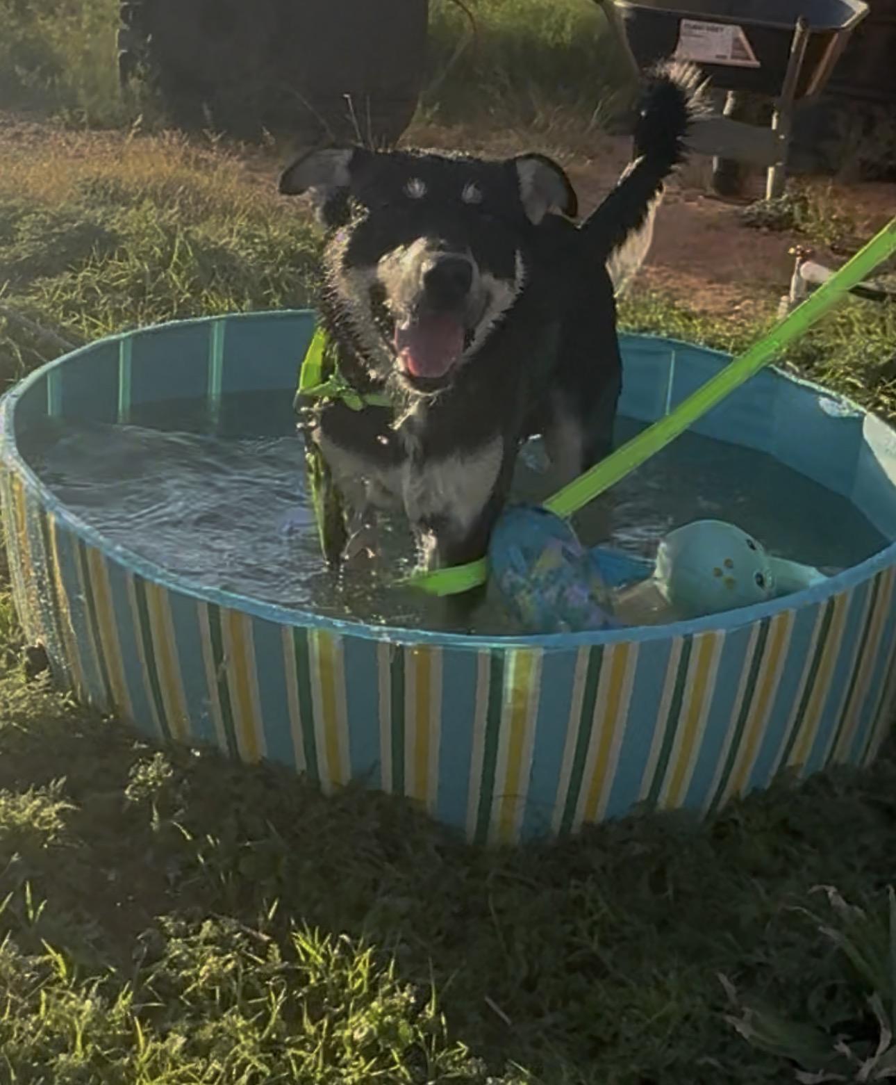 Mickey, a ADOPTABLE mixed breed in Coahoma, TX image 2/5