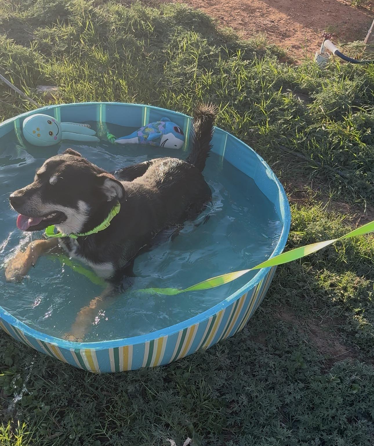 Mickey, a ADOPTABLE mixed breed in Coahoma, TX image 5/5