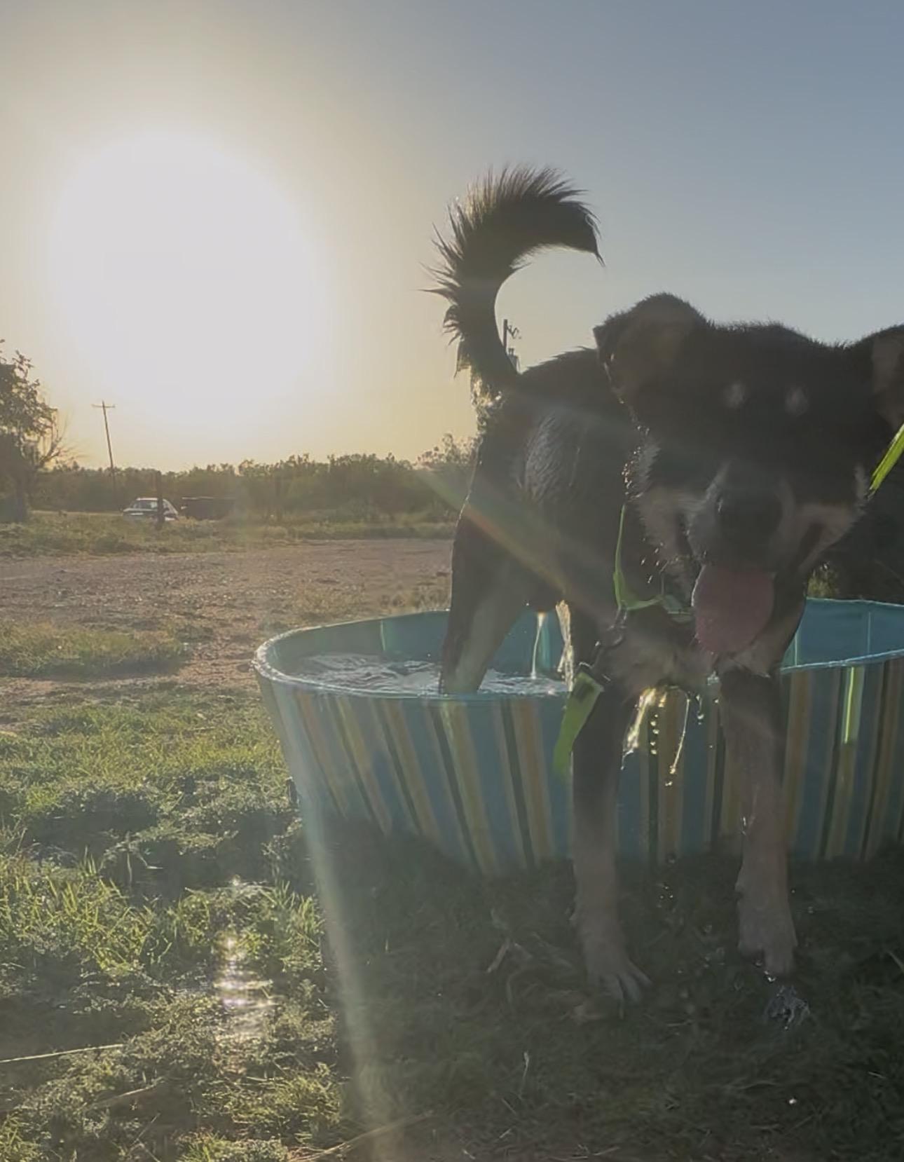 Mickey, a ADOPTABLE mixed breed in Coahoma, TX image 3/5