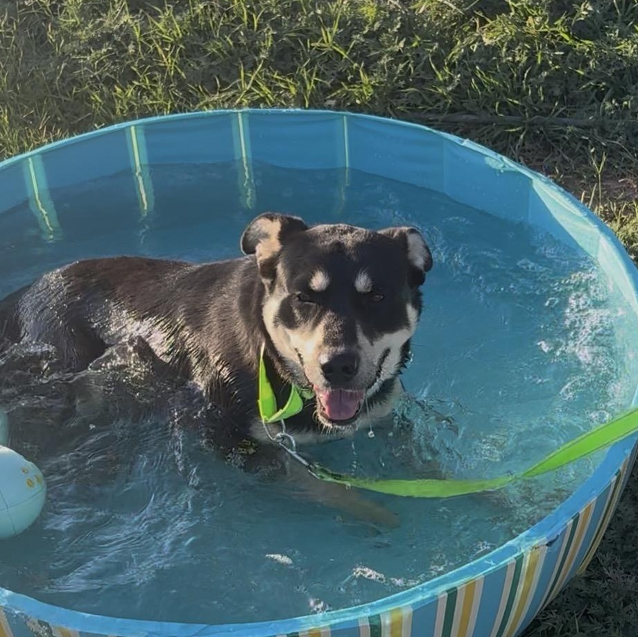 Mickey, ADOPTABLE, Adult Male Shepherd & Doberman Pinscher.