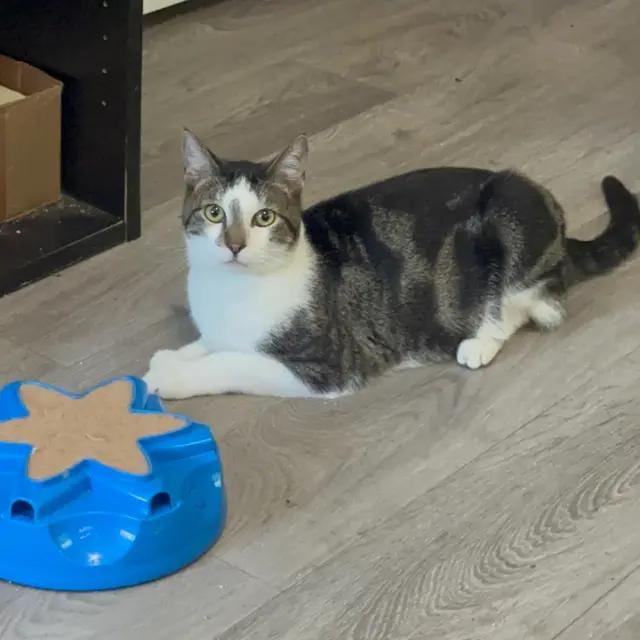 Enlarge Sandals, a Adoptable mixed breed in Arlington, TX image 1/2