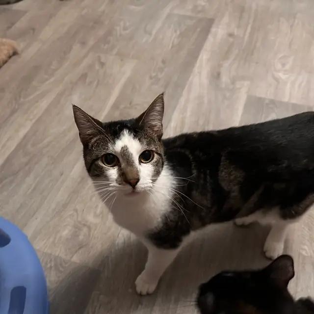 Enlarge Sandals, a Adoptable mixed breed in Arlington, TX image 2/2