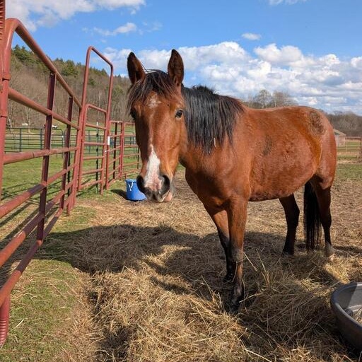 Rosie, a ADOPTABLE Mustang in Cooperstown, NY image 1/3