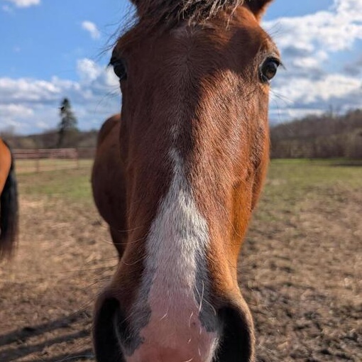 Rosie, a ADOPTABLE Mustang in Cooperstown, NY image 2/3