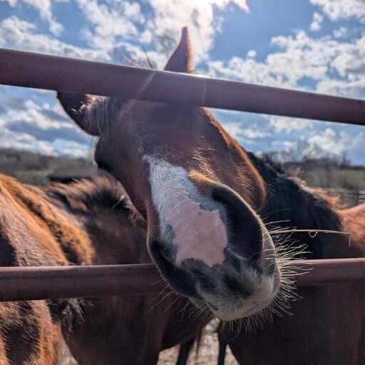 Rosie, a ADOPTABLE Mustang in Cooperstown, NY image 3/3