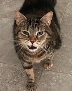 Matilda, Adoptable, Young Female Tabby & Domestic Short Hair.