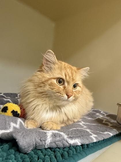 Enlarge Big Fuzzy, a Adoptable mixed breed in King William, VA image 1/1