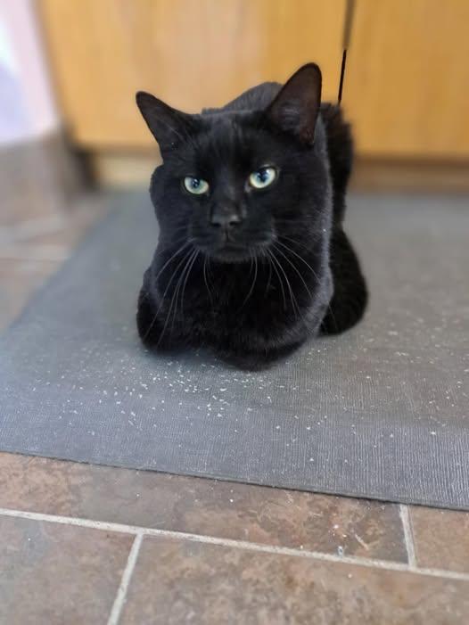 Clouseau, adopted, Adult Male Domestic Short Hair.