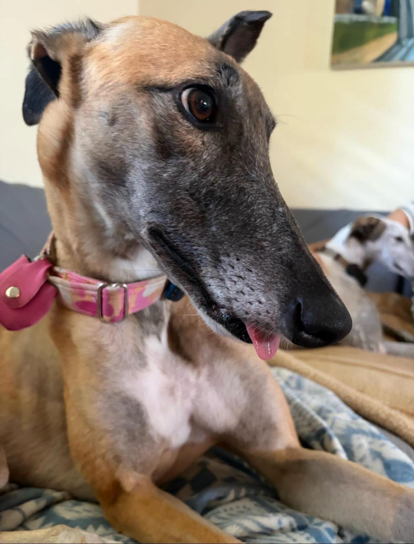 Enlarge RiRi, a Adopted Greyhound in Winter Park, FL image 4/4