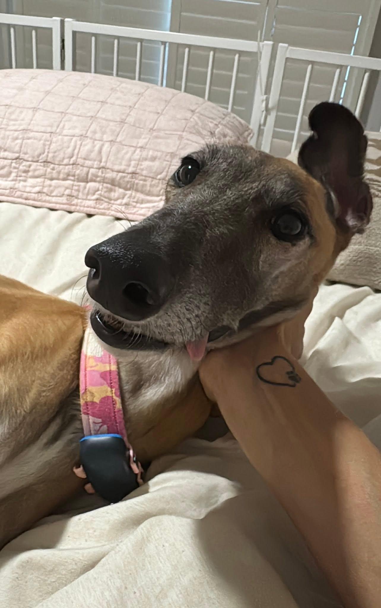 Enlarge RiRi, a Adopted Greyhound in Winter Park, FL image 3/4