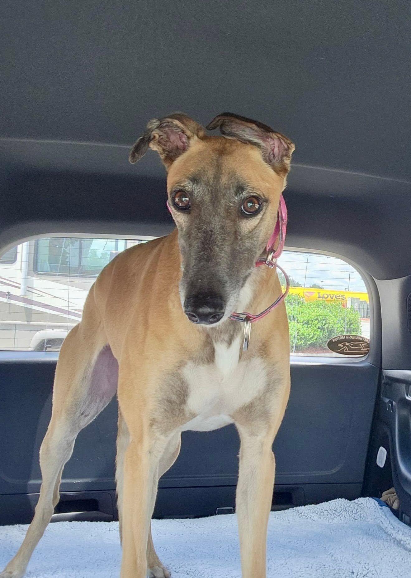 Enlarge RiRi, a Adopted Greyhound in Winter Park, FL image 2/4