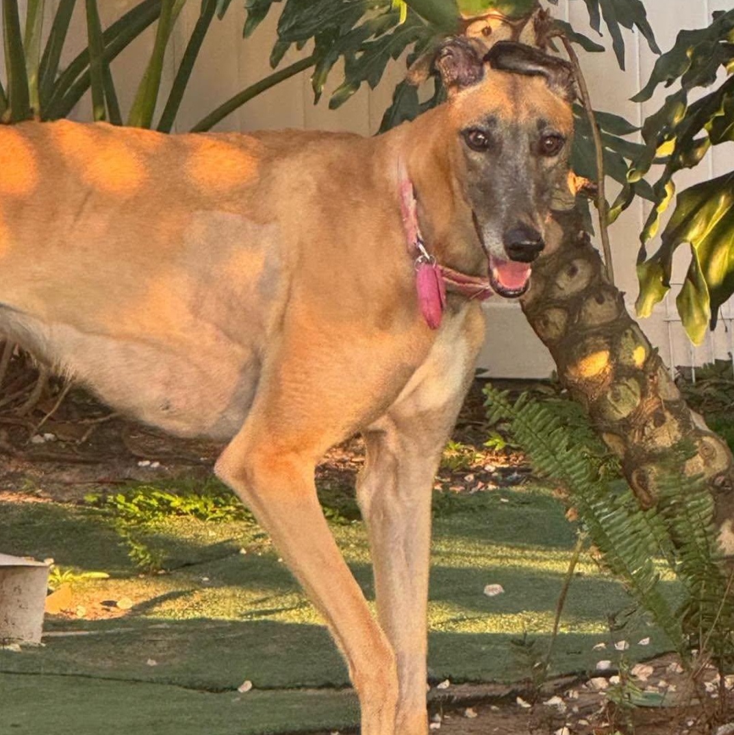 RiRi, Adopted, Young Female Greyhound.
